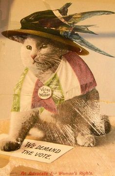 cat